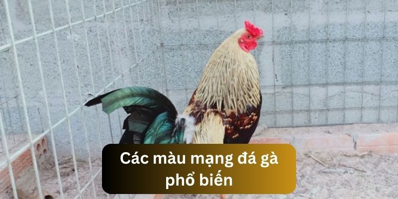 Tìm hiểu về các màu mạng được đánh giá cao